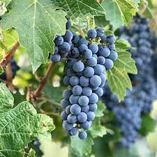 σταφ_Cabernet